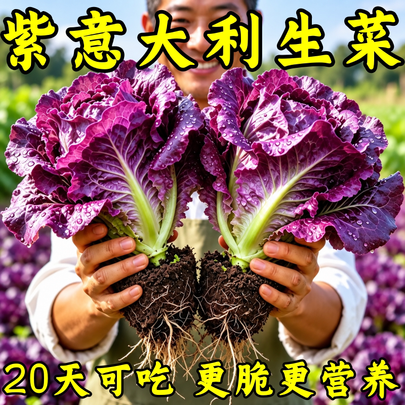 紫色意大利生菜种子四季可播