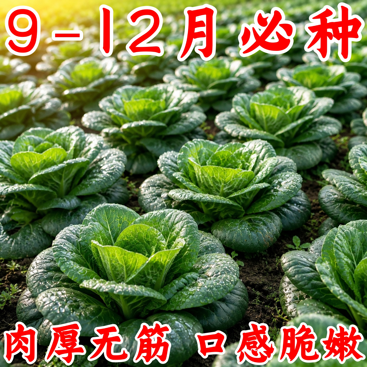 好吃香肉菜种子耐热耐寒春秋播
