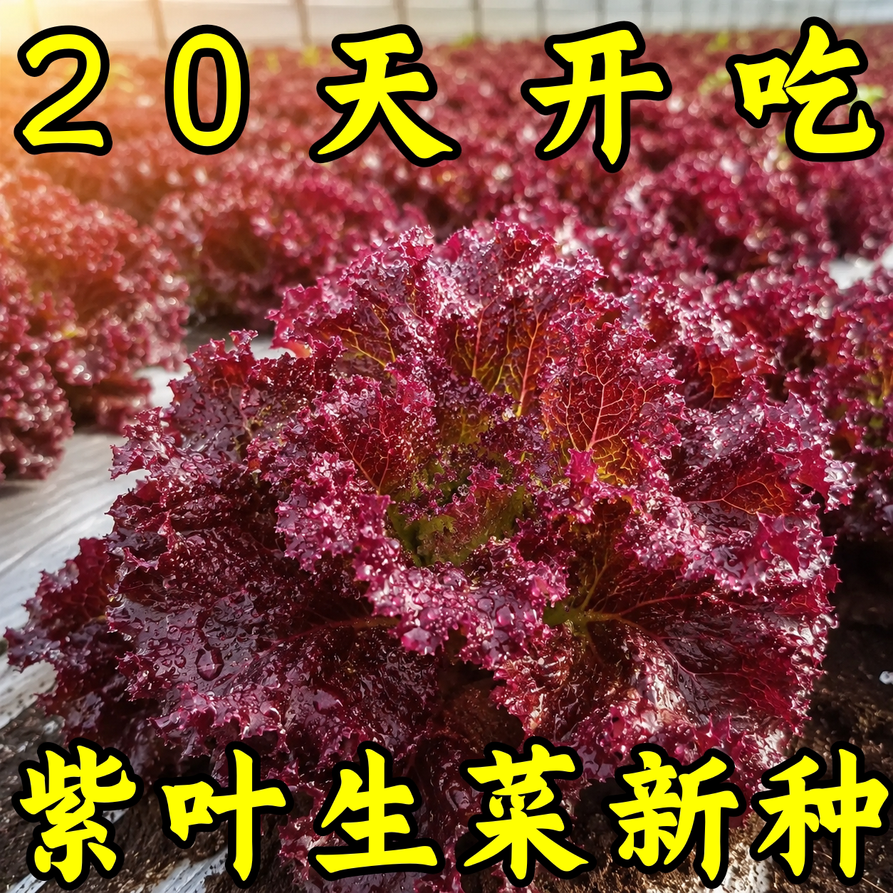 奶油咖啡紫生菜新鲜甜脆多汁图片