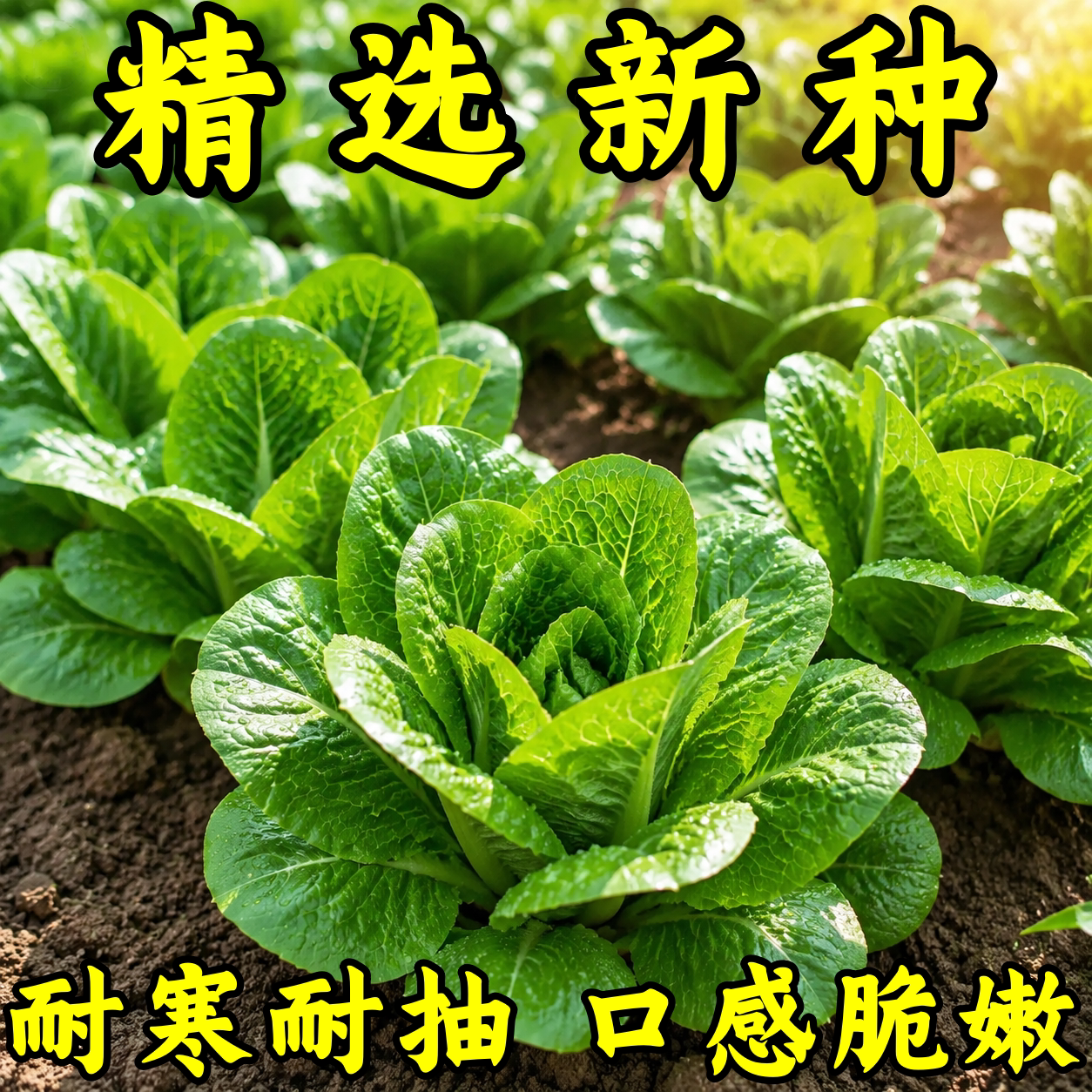 孔雀菜四季速生高产阳台盆栽种子