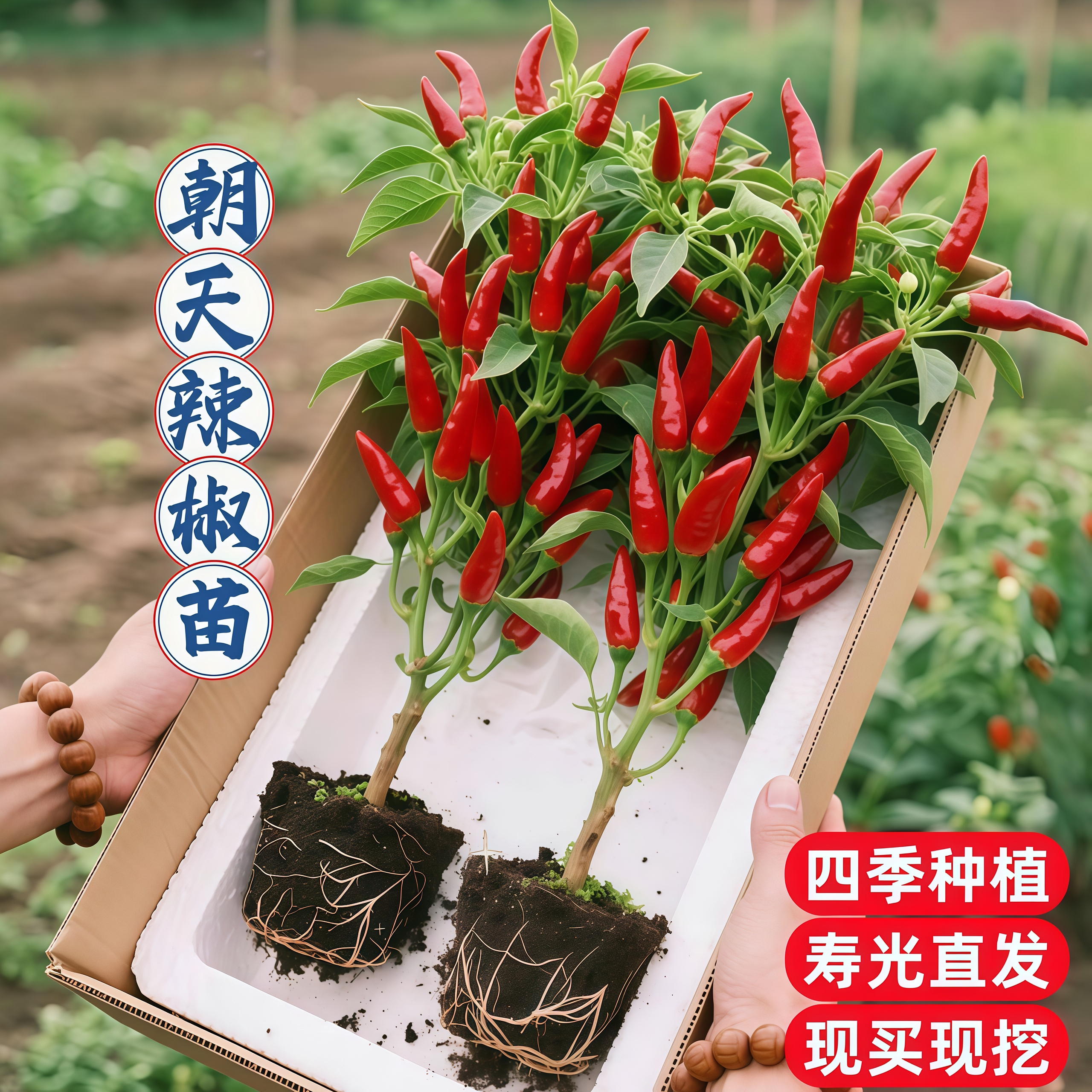 特辣朝天椒苗四季盆栽高产簇生