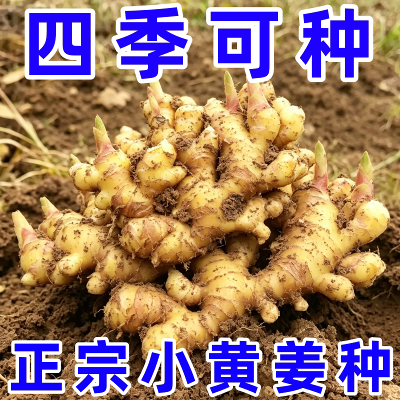 云南正宗农家自种小黄姜