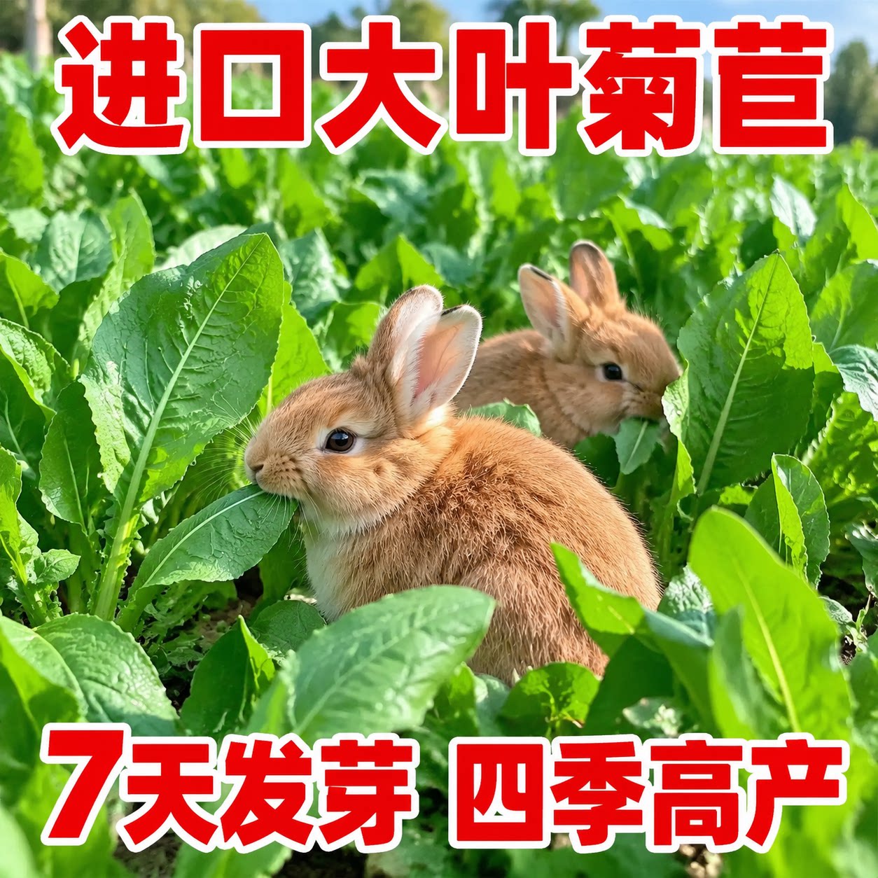进口大叶菊苣种子7天发芽高产