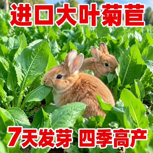 进口大叶菊苣种子7天发芽高产