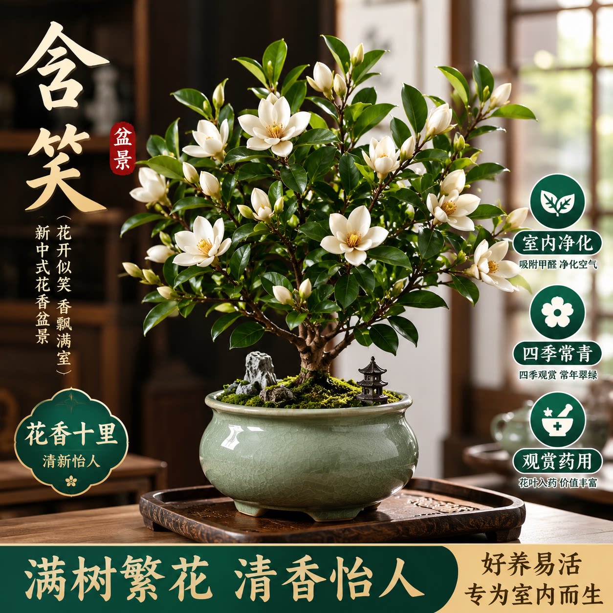 含笑花树苗浓香耐寒四季常青