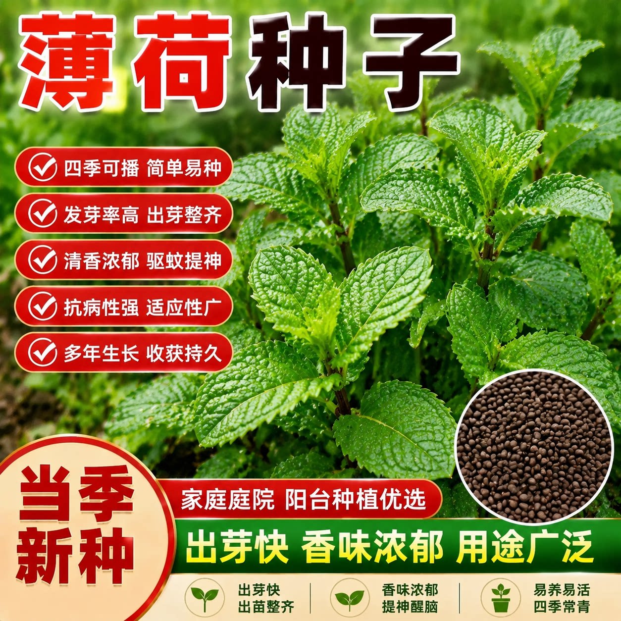 可食用薄荷种子四季阳台盆栽