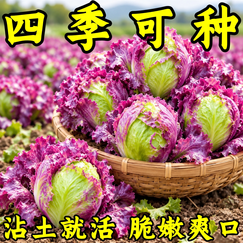 紫玉结球生菜种子四季播高产