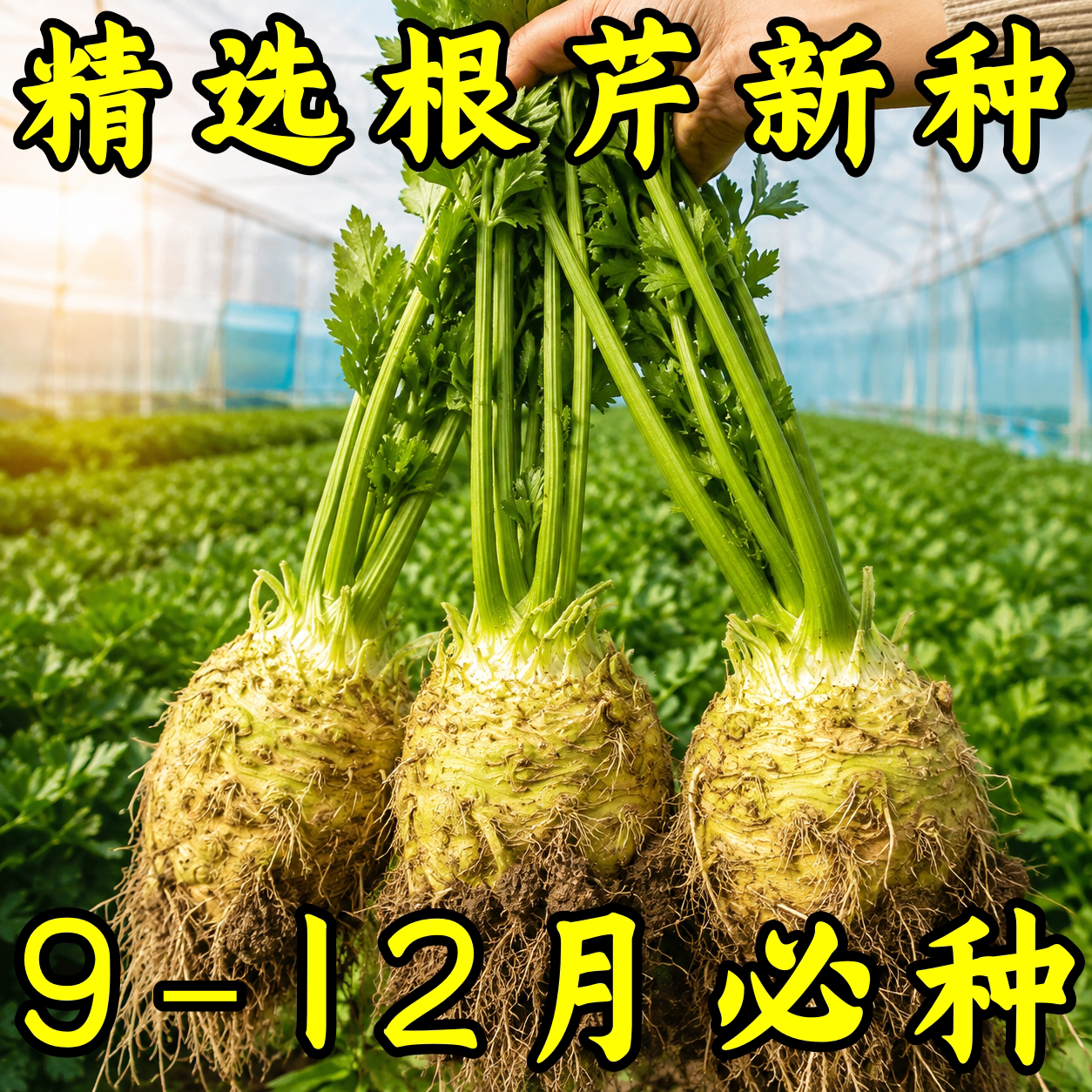 正宗地中海根芹种子四季阳台盆栽