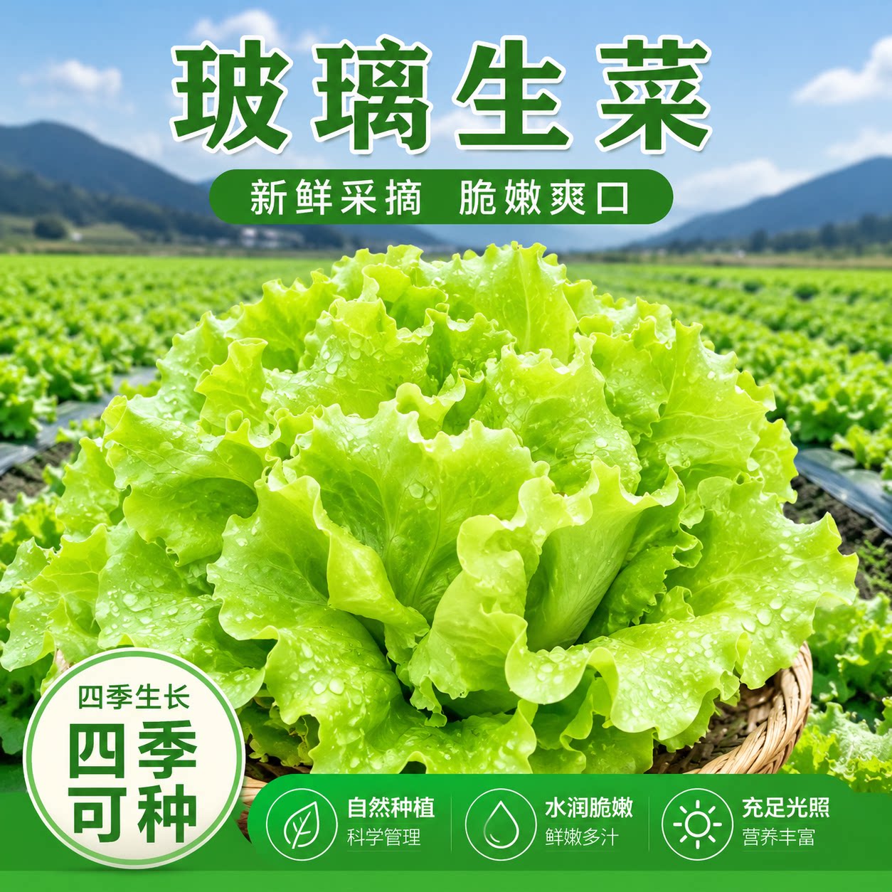 玻璃生菜新鲜甜脆多汁沙拉菜