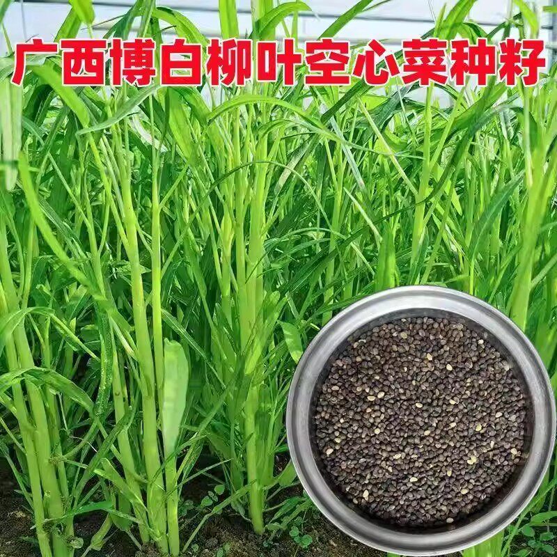 广西博白空心菜种子高产水通菜