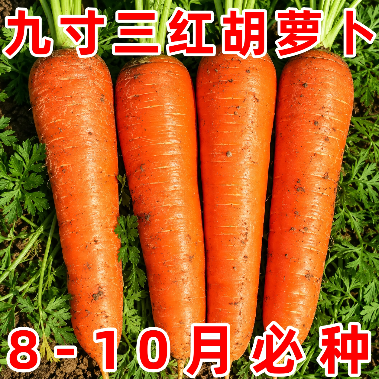 三红水果胡萝卜种子老品种正品