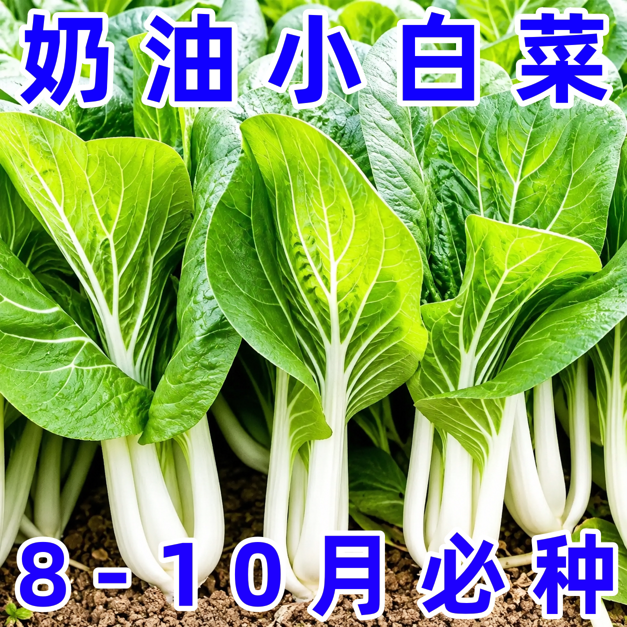 耐寒耐热速生高产小白菜种子