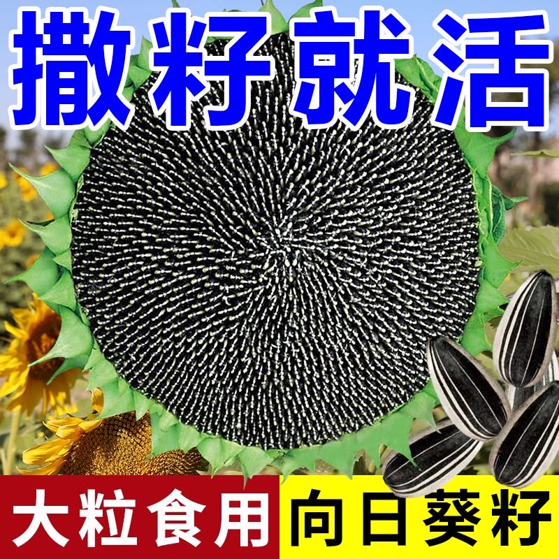 大粒食用向日葵种子 春夏四季播大瓜籽 盆栽蔬菜葵花籽高产耐旱孑