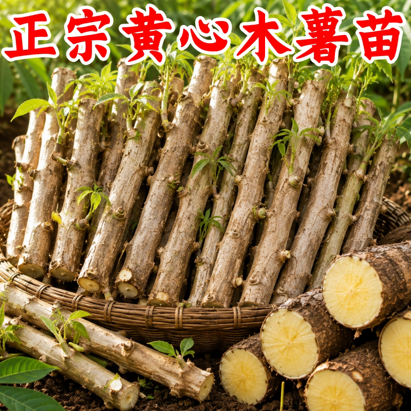 广西黄心木薯种苗新鲜顺丰
