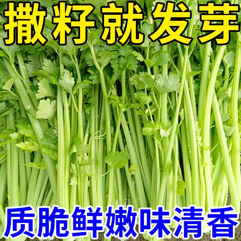 四季小香芹籽种子芹菜种子香味浓郁实心芹菜籽四季播农家蔬菜种子