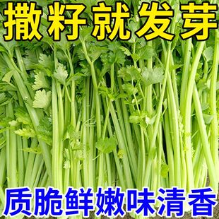 四季小香芹籽种子芹菜种子香味浓郁实心芹菜籽四季播农家蔬菜种子