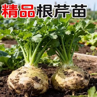 芹菜根球山东寿光正宗地中海根芹苗秧高产耐寒盆栽蔬菜西芹小香芹