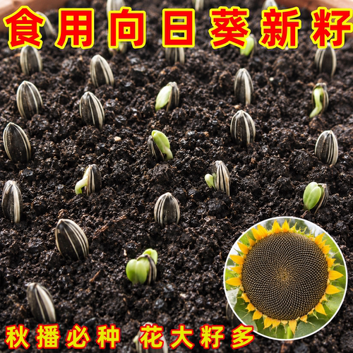 大粒食用向日葵种子四季播高产