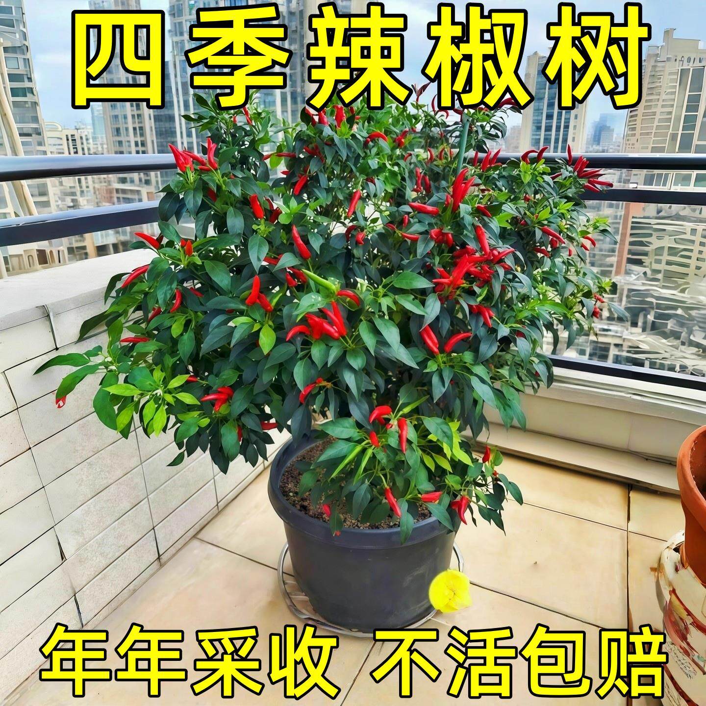 小米辣椒苗秧苗朝天椒樟树港四季盆栽薄皮青椒种籽蔬菜苗大全