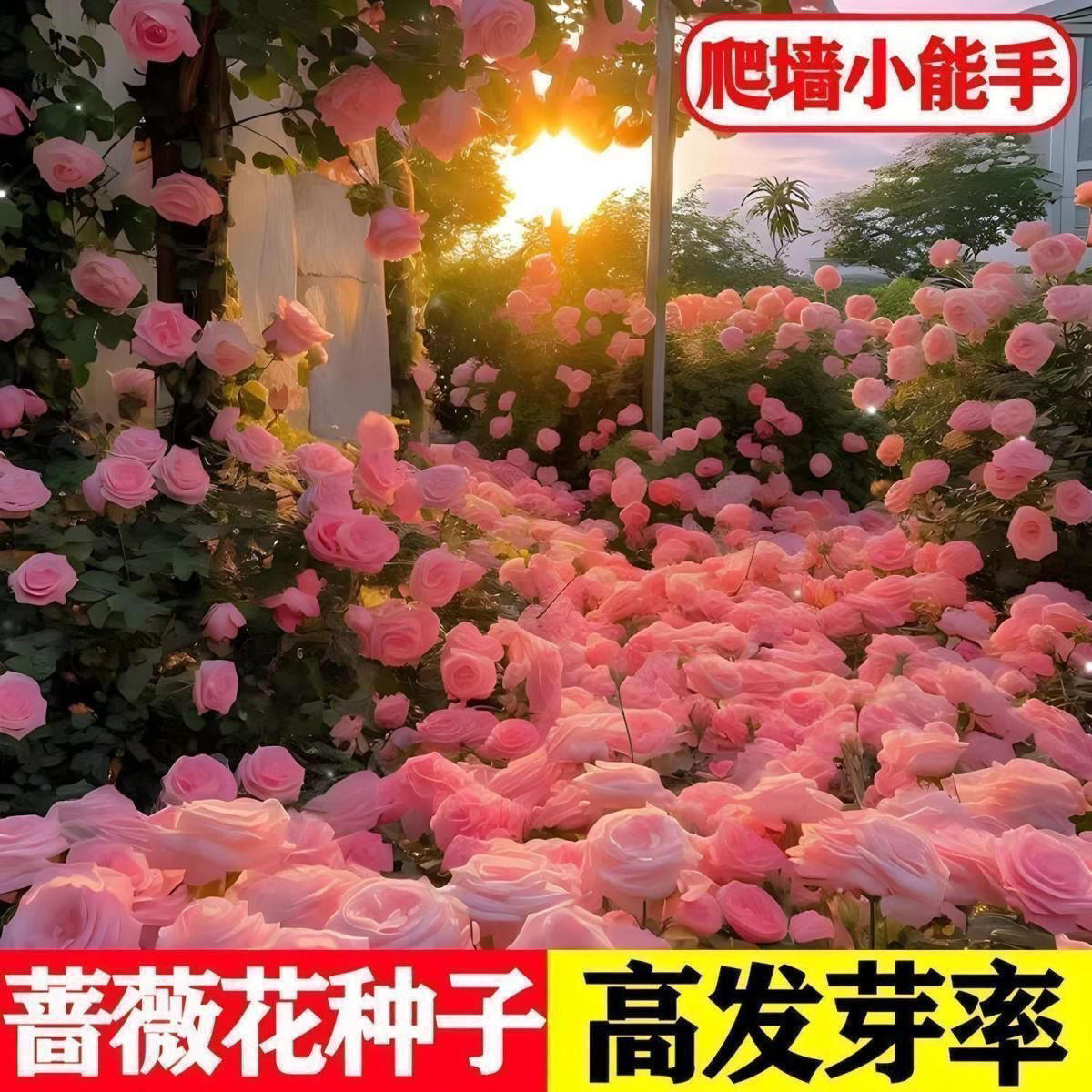 四季播蔷薇花种子爬藤月季玫瑰开花不断爬墙庭院花卉盆栽耐寒花籽,鲜花速递/花卉仿真/绿植园艺,种苗/半成品盆栽,淘宝优惠券,粉丝福利购,淘宝优惠卷