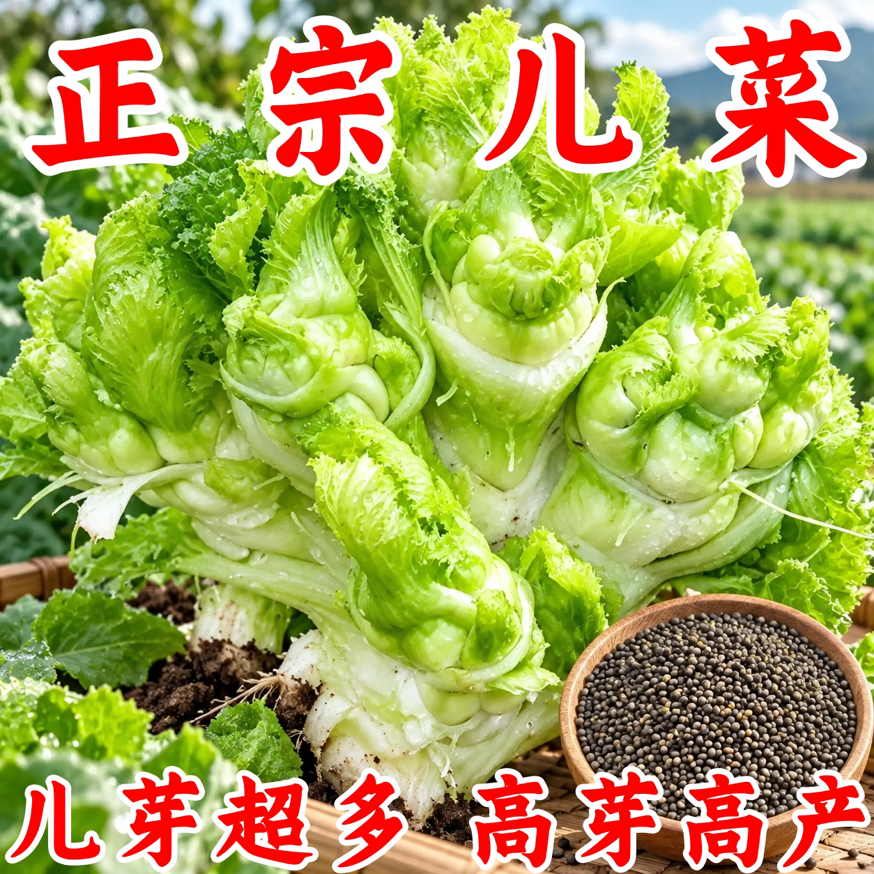春秋盆栽脆嫩娃娃菜种子