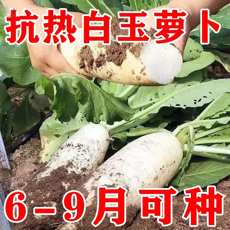 夏季抗40白萝卜种子多品种可选
