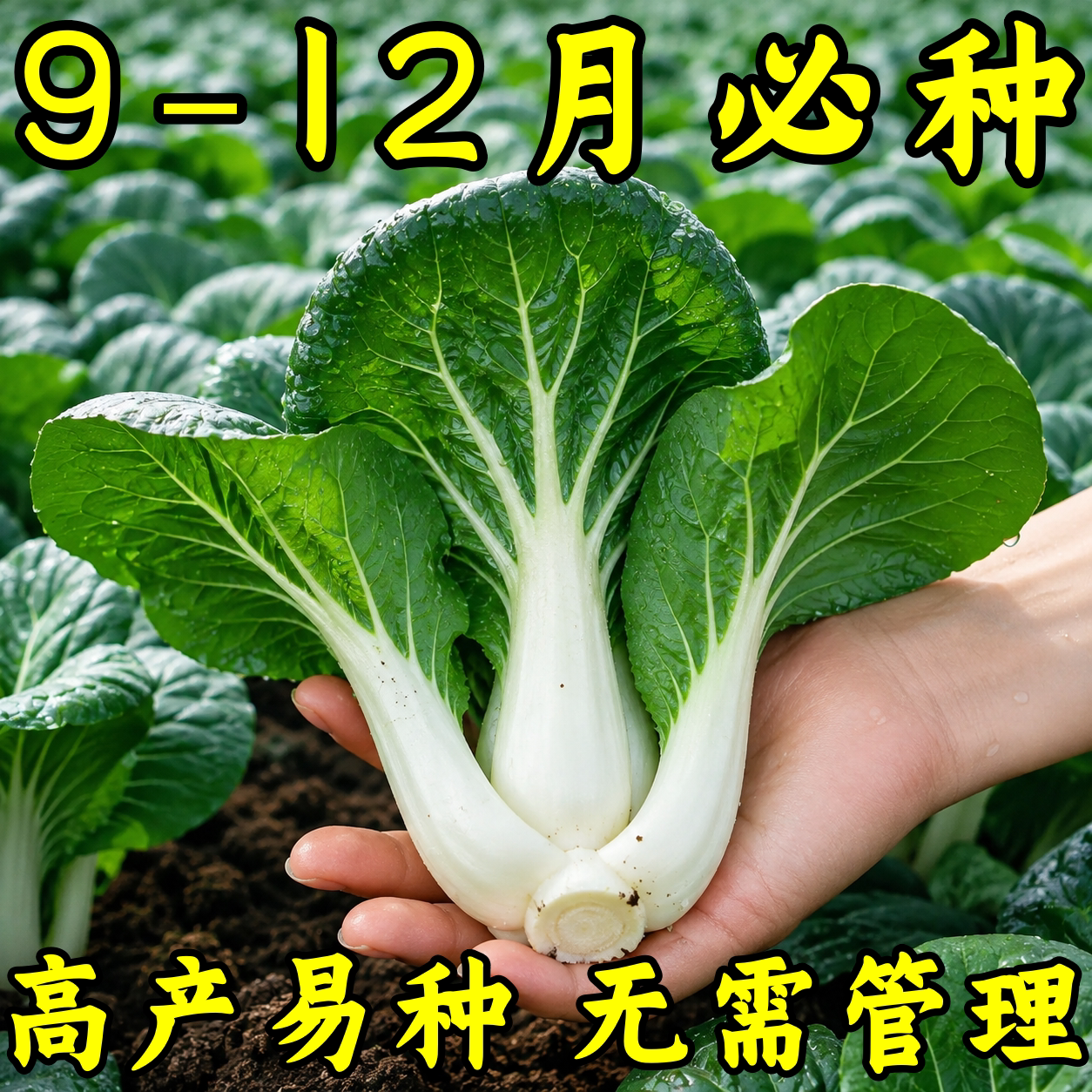 耐寒脆甜奶油白菜种子