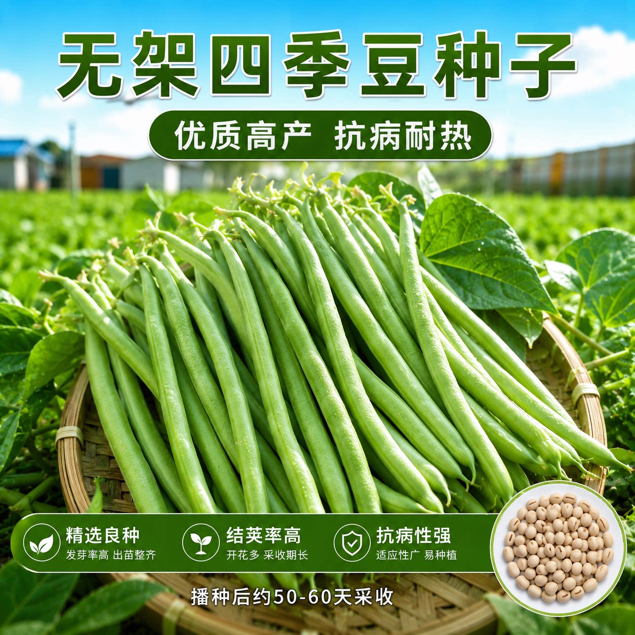 粒粒好种无筋无丝四季豆种子