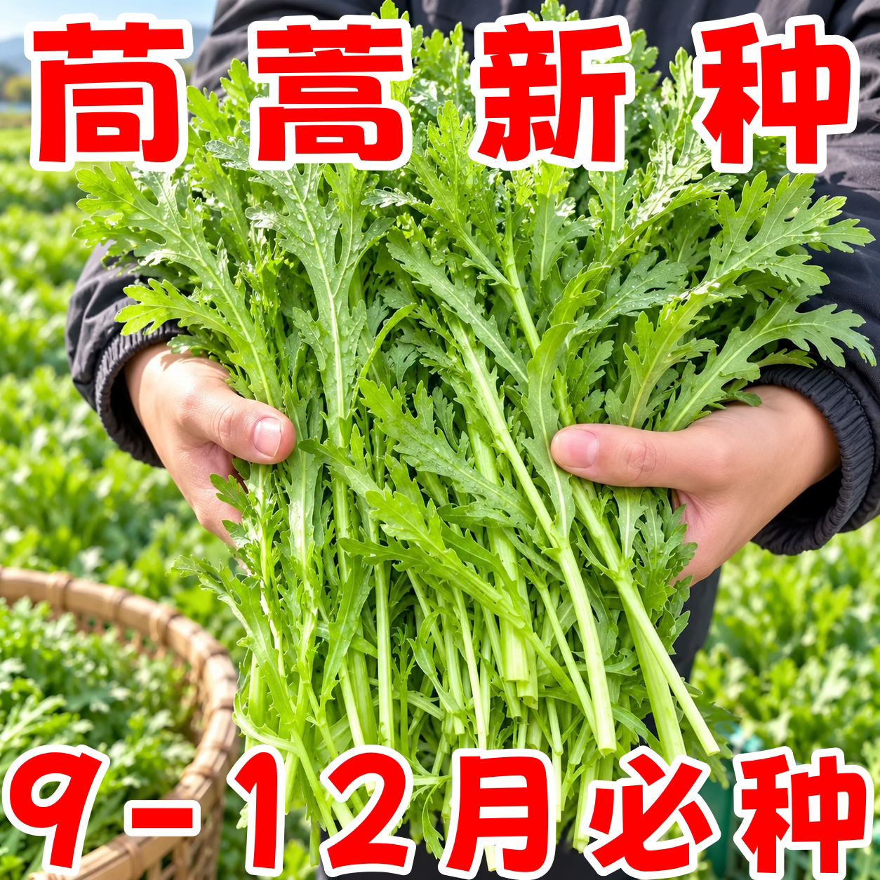 老品种茼蒿种子易种好吃