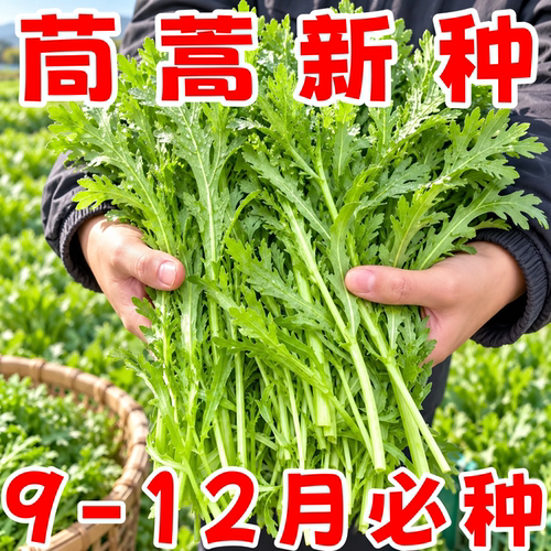 老品种茼蒿种子易种好吃