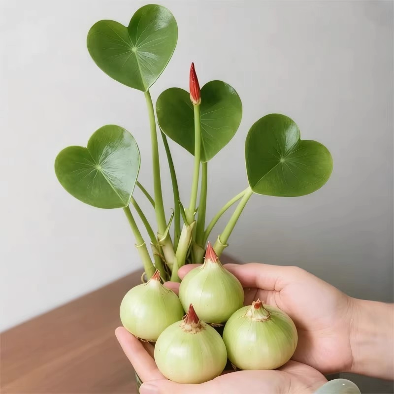 慈菇种球水培懒人室内四季净化