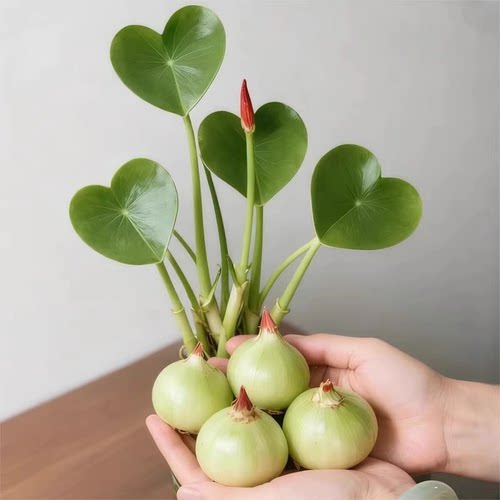 慈菇种球水培懒人室内四季净化