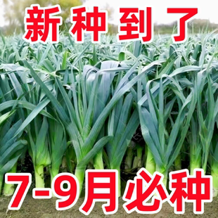 蒜苗种子大蒜种籽多季宽叶蒜红根红紫皮本地种植蔬菜种子盆栽阳台