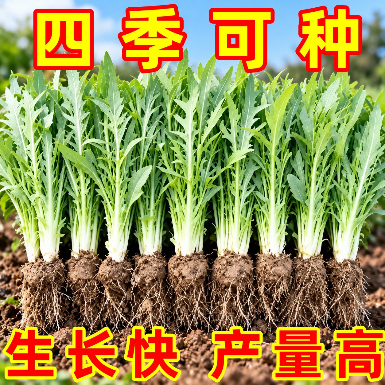 四季高产博白甜唛菜种子阳台盆栽