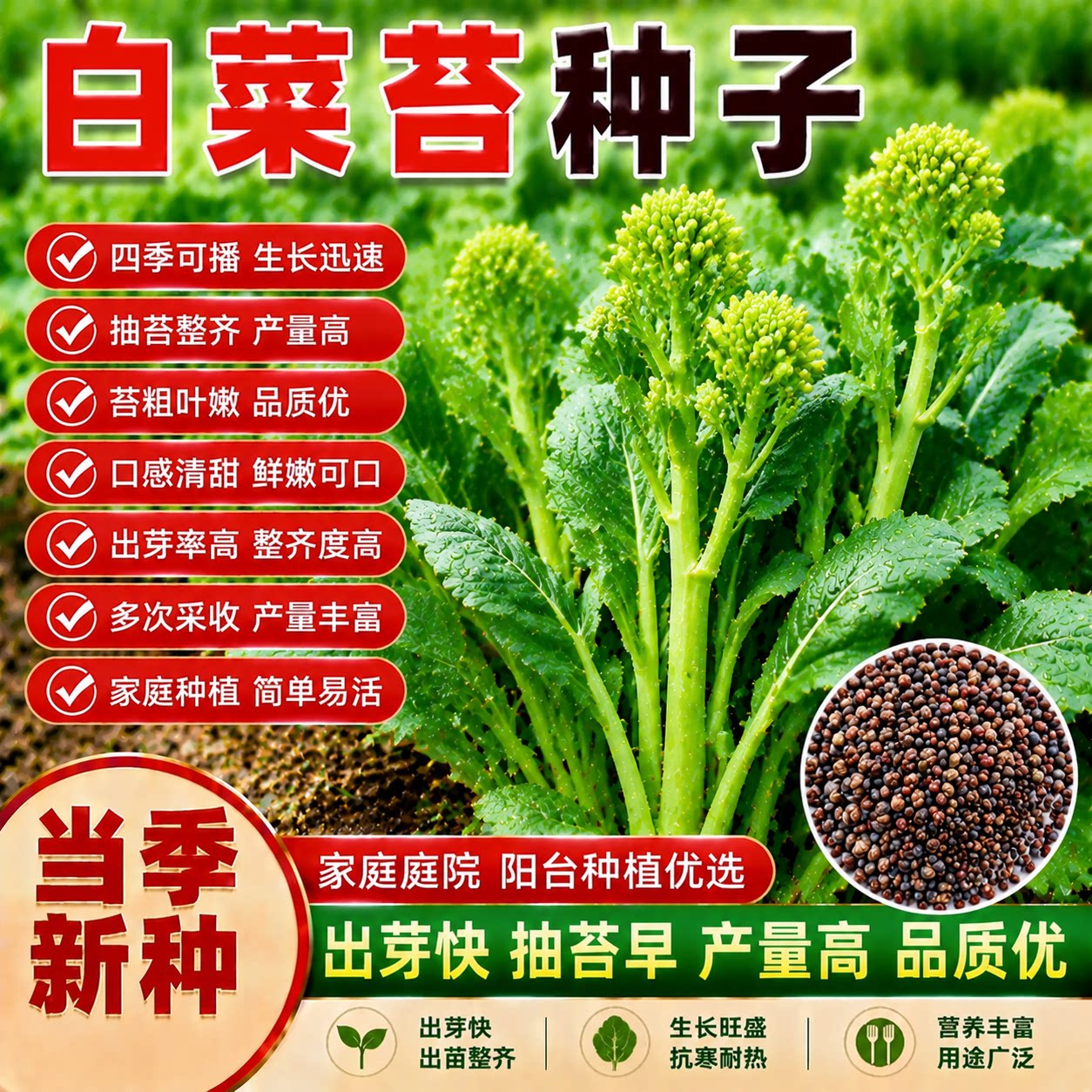好润白菜苔种子早熟高产侧芽多