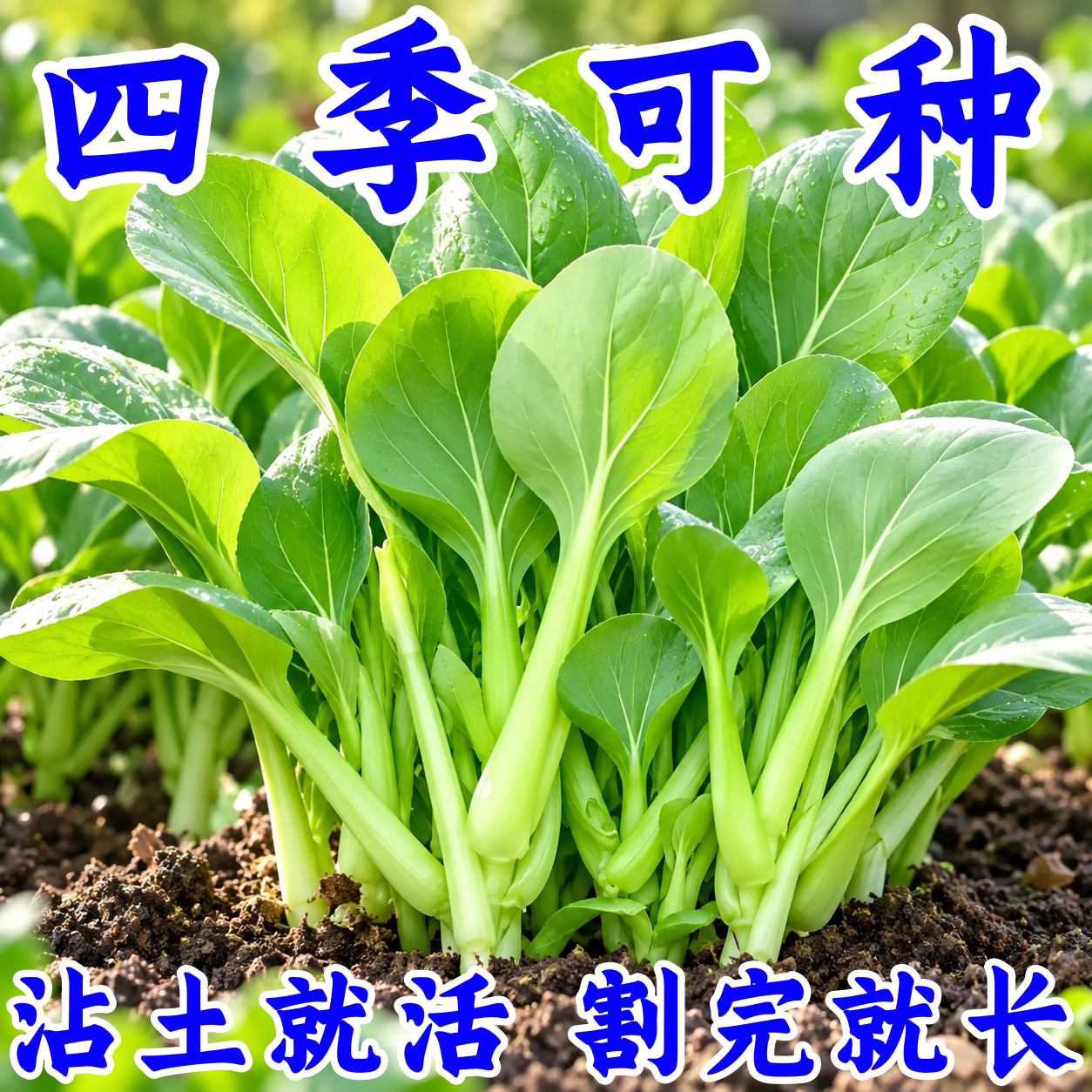 四季速生小白菜种子上海青