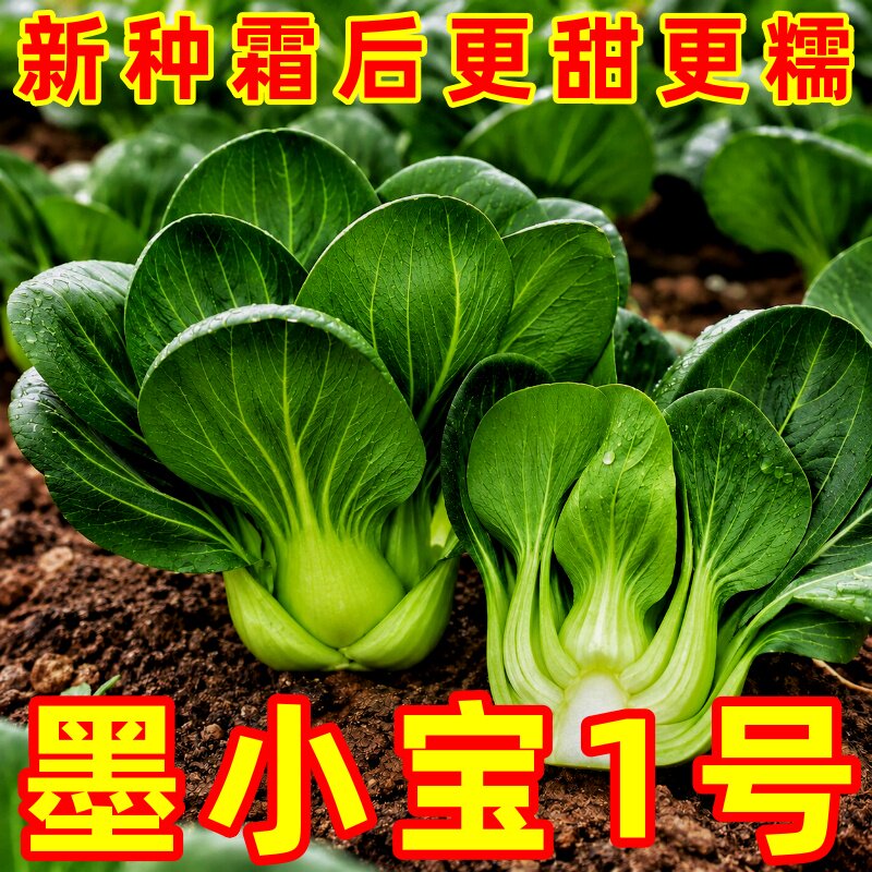 宁夏小青仔青菜种子耐寒耐热