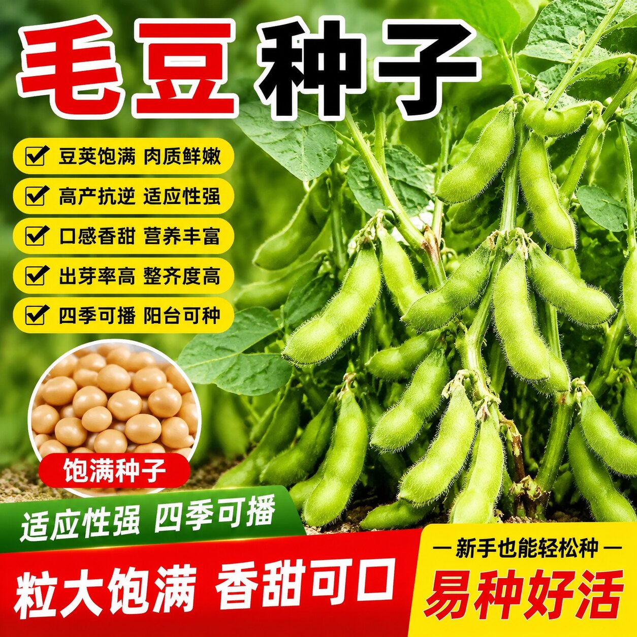 高产早熟抗病耐寒大粒毛豆种子