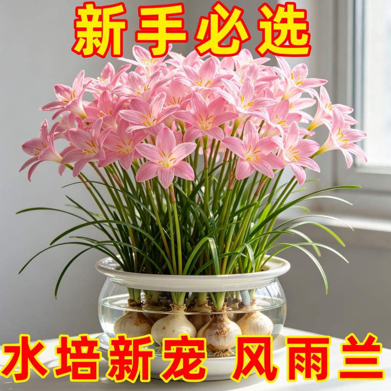 水培风雨兰绿植耐寒耐热开花机
