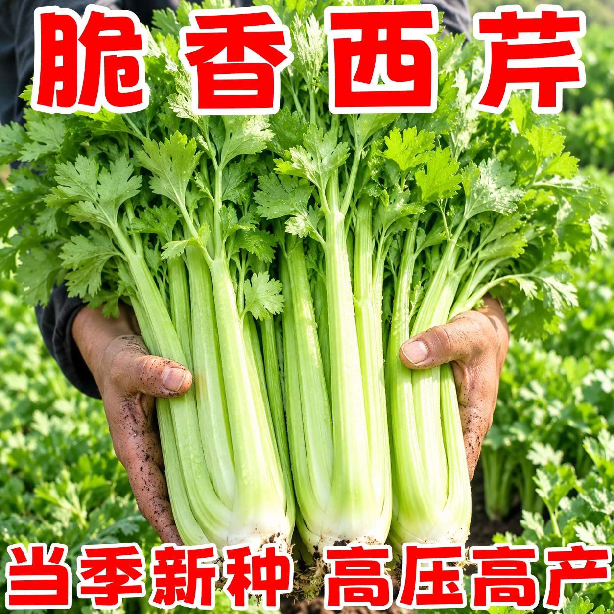 四季皇后玻璃脆西芹种子甜脆肉厚
