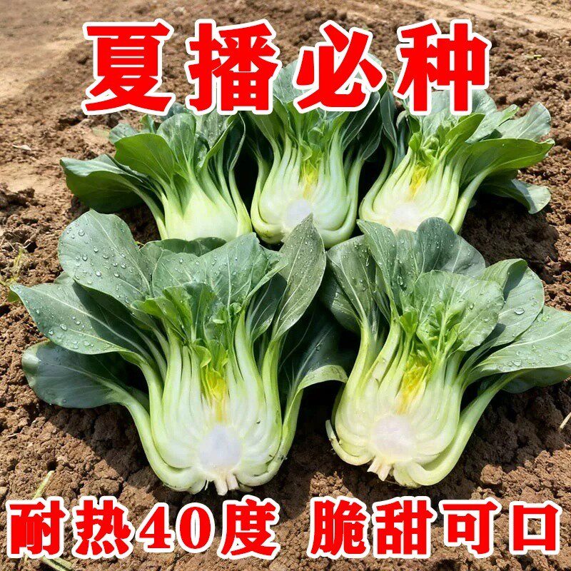 正品黑叶苏州青种子青菜油菜高产秋冬蔬菜种籽阳台盆栽上海青籽种