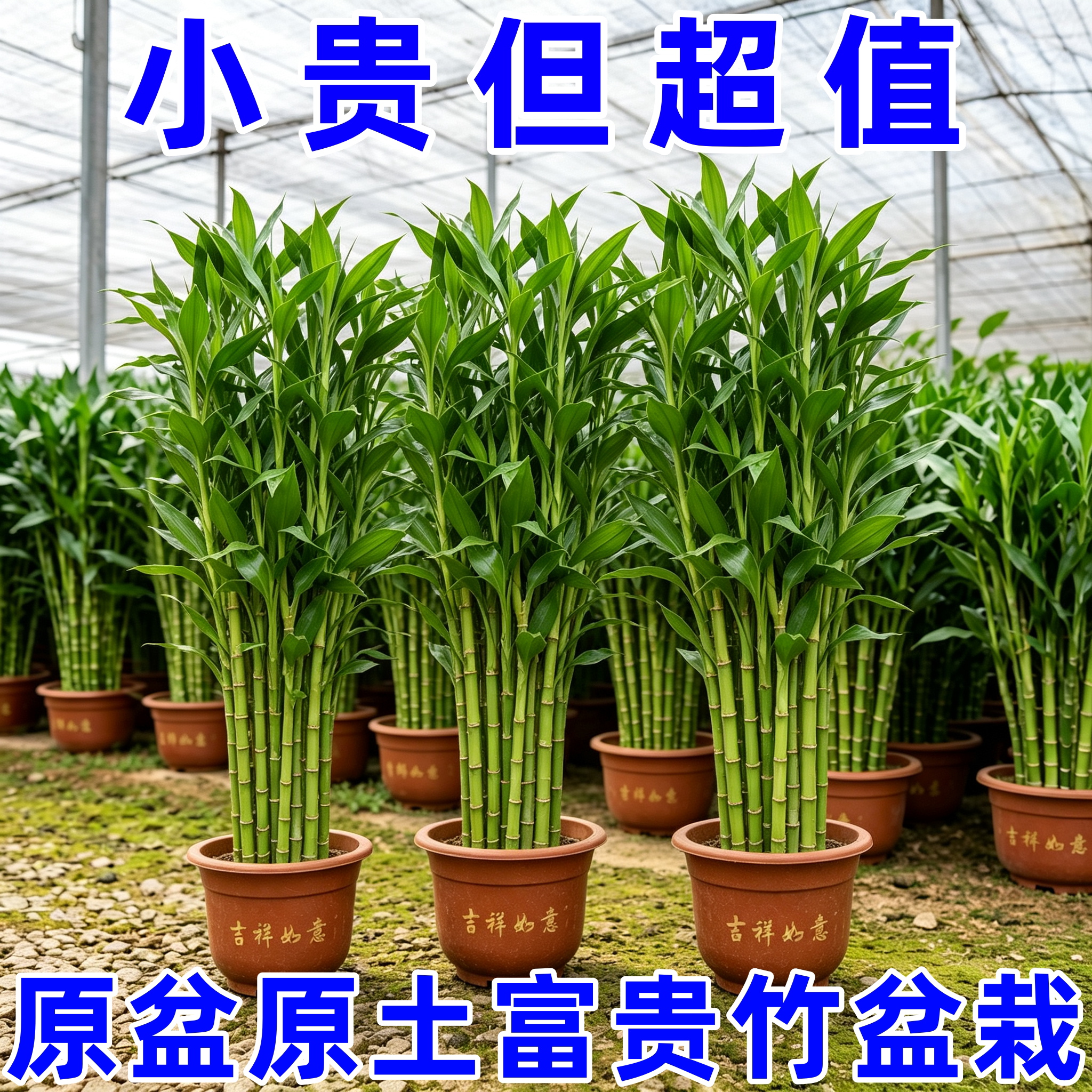 富贵竹盆栽原盆原土广东发货