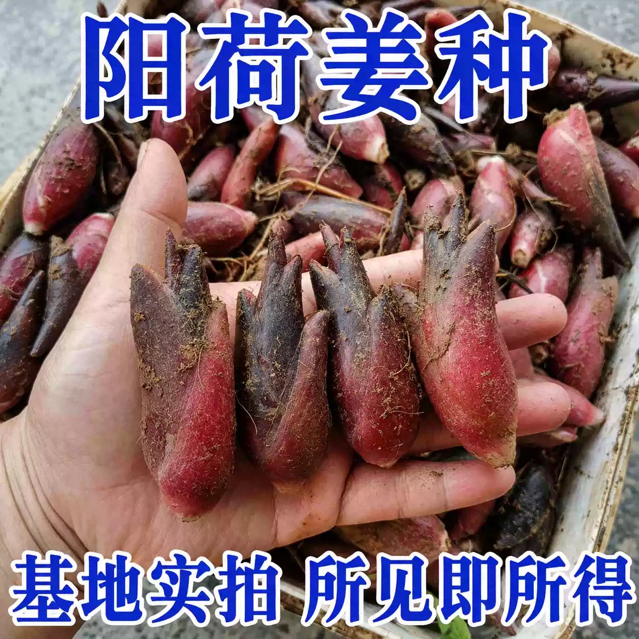 正品食用洋荷芽种子新鲜野菜