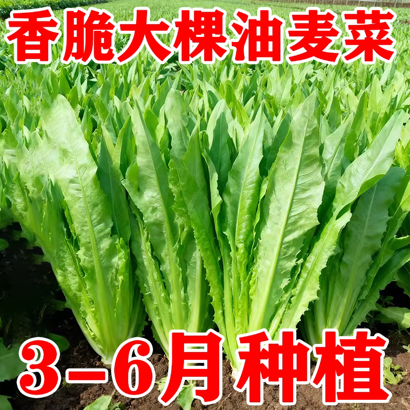 甜脆清香无斑油麦菜种子四季播