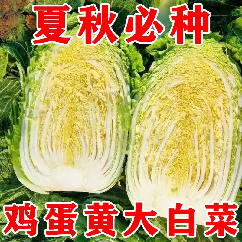 鸡蛋黄白菜种子耐热四季阳台盆栽