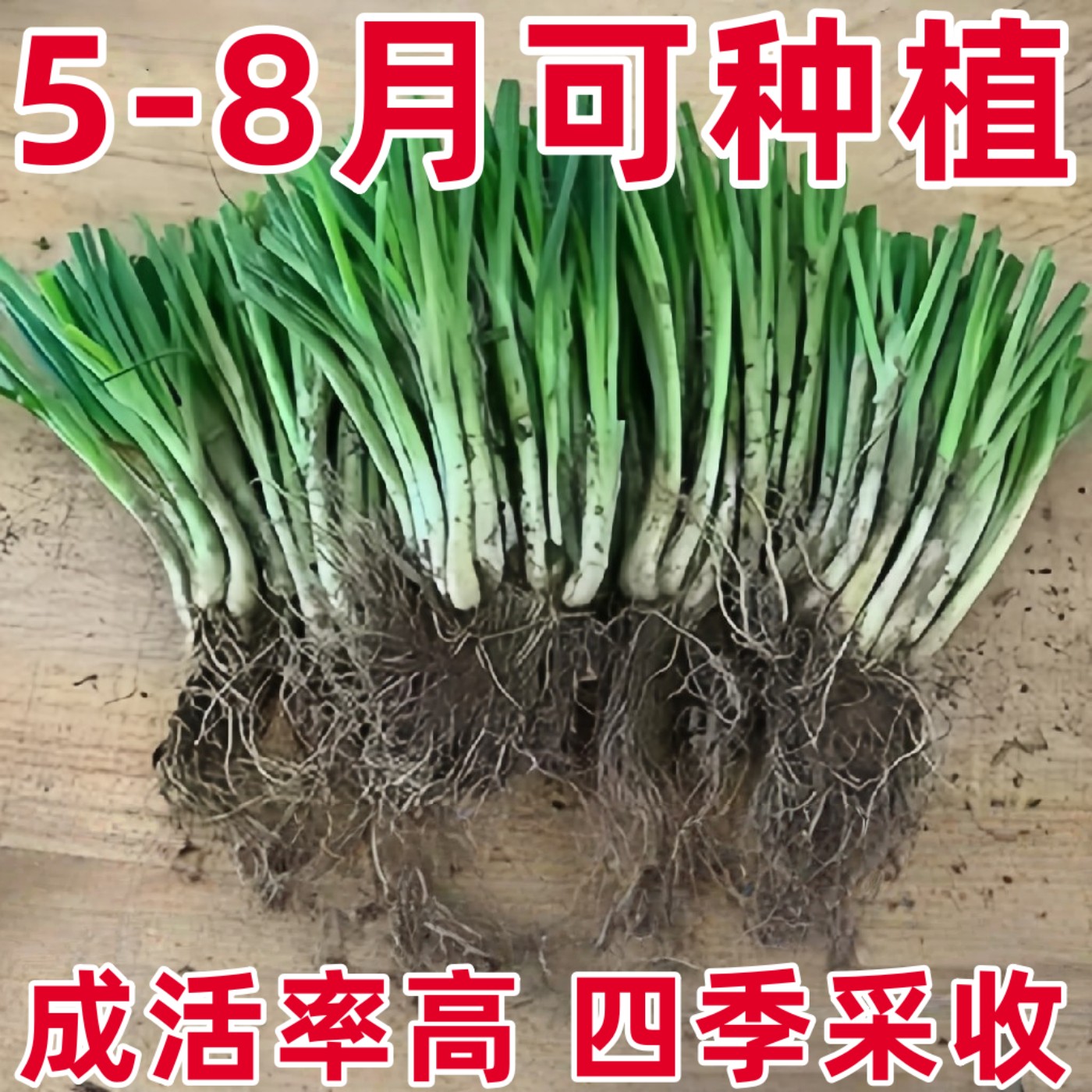 四季可食小香葱根苗阳台盆栽