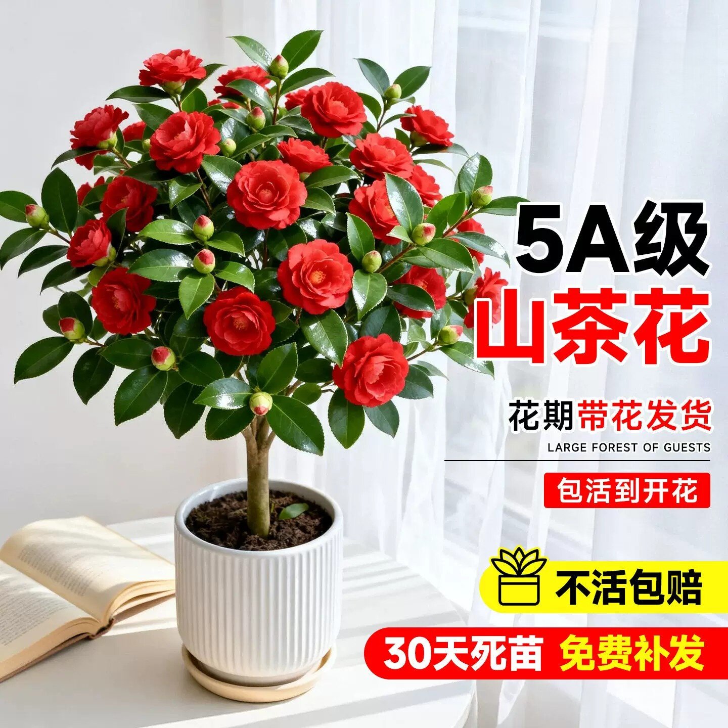 四季杜鹃山茶花树苗带苞好养