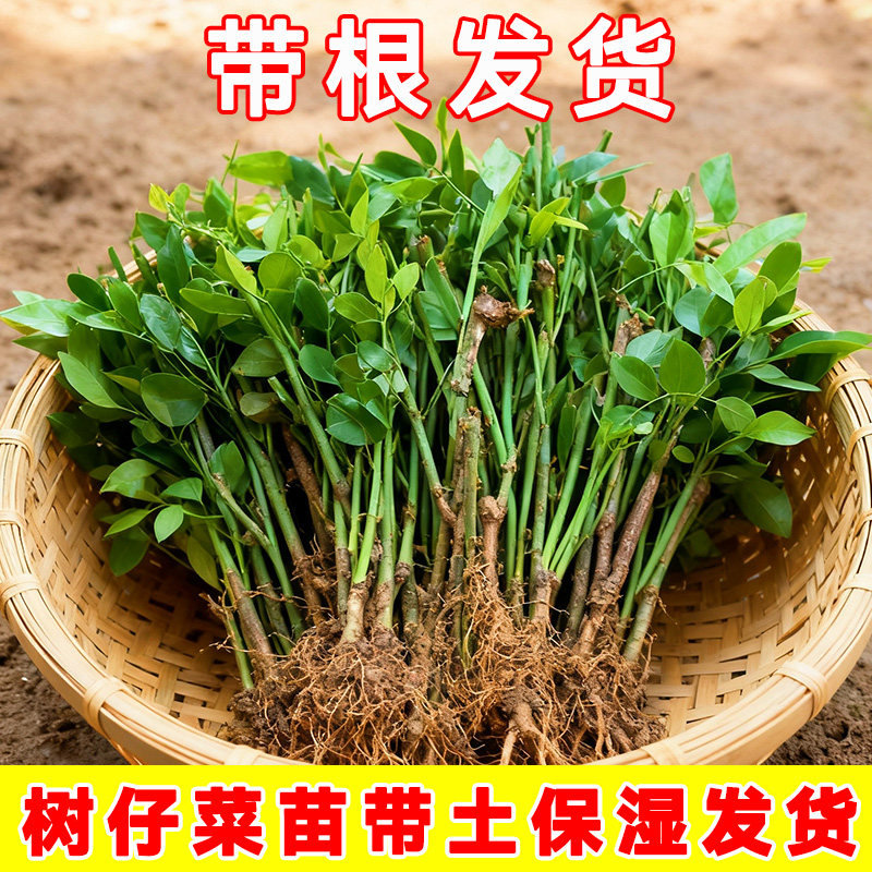 广东当季天绿香树仔菜苗盆栽