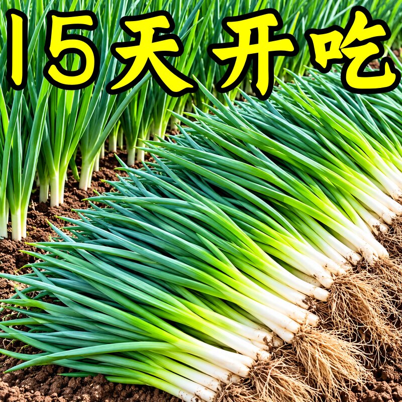 正宗四季小香葱种子阳台盆栽