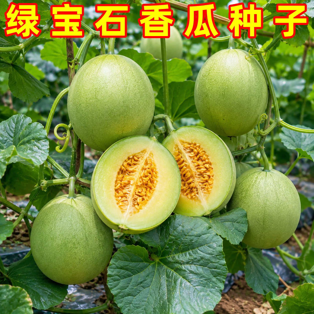 绿宝石超甜薄皮香瓜种子